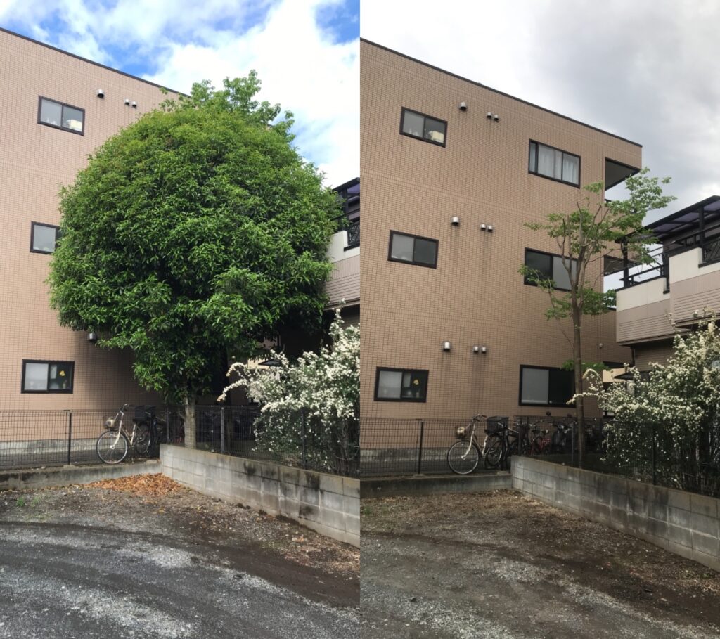 キンモクセイ伐採