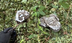 駆除した蜂の巣