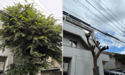エノキ（榎 ）枝下ろし