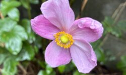 秋明菊　長尾アートガーデン１０月のまとめ