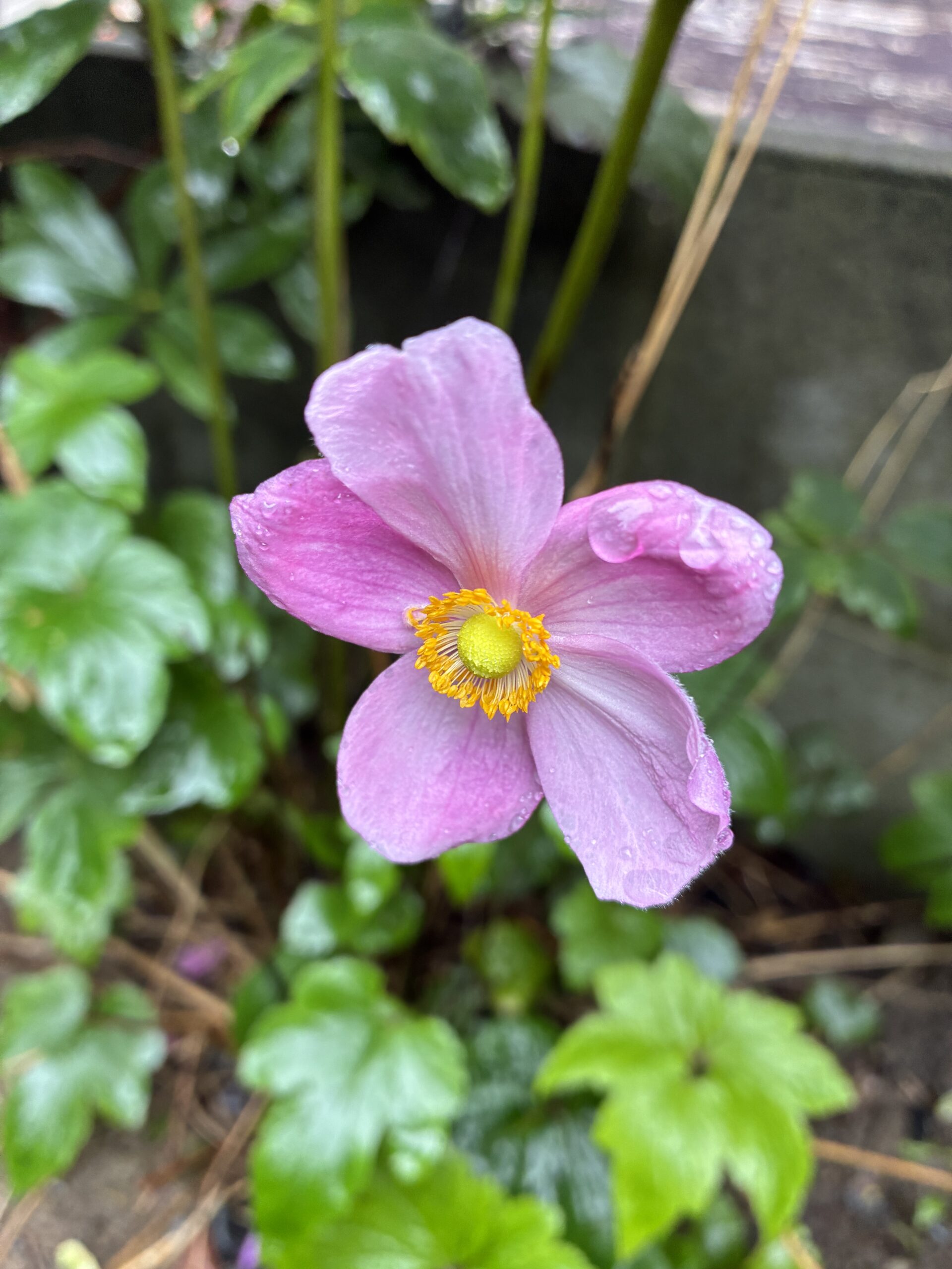 秋明菊　長尾アートガーデン１０月のまとめ