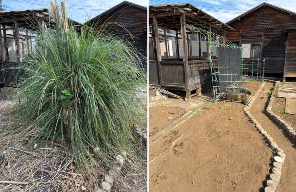 パンパスグラス（学名：Cortaderia selloana） と呼ばれる多年草です。 別名「シロガネヨシ（白銀葦）」の抜根の作業前後の写真　長尾アートガーデン　お庭じまい