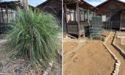 パンパスグラス（学名：Cortaderia selloana） と呼ばれる多年草です。 別名「シロガネヨシ（白銀葦）」の抜根の作業前後の写真　長尾アートガーデン　お庭じまい