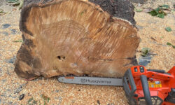 川越市幸町　桜の伐採作業風景　長尾アートガーデン