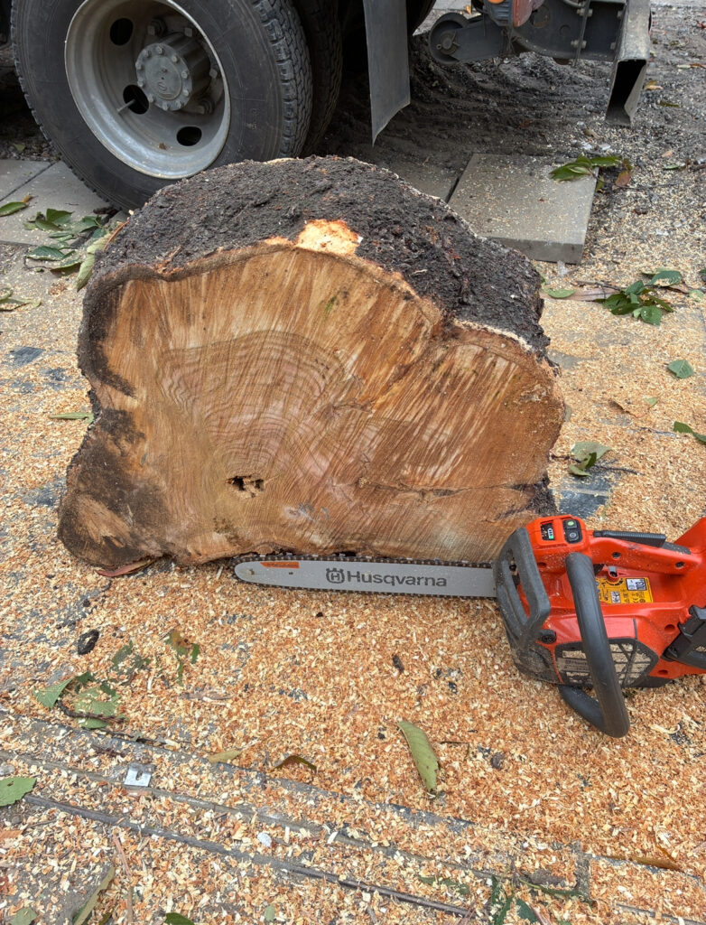 川越市幸町 桜の伐採作業風景 長尾アートガーデン