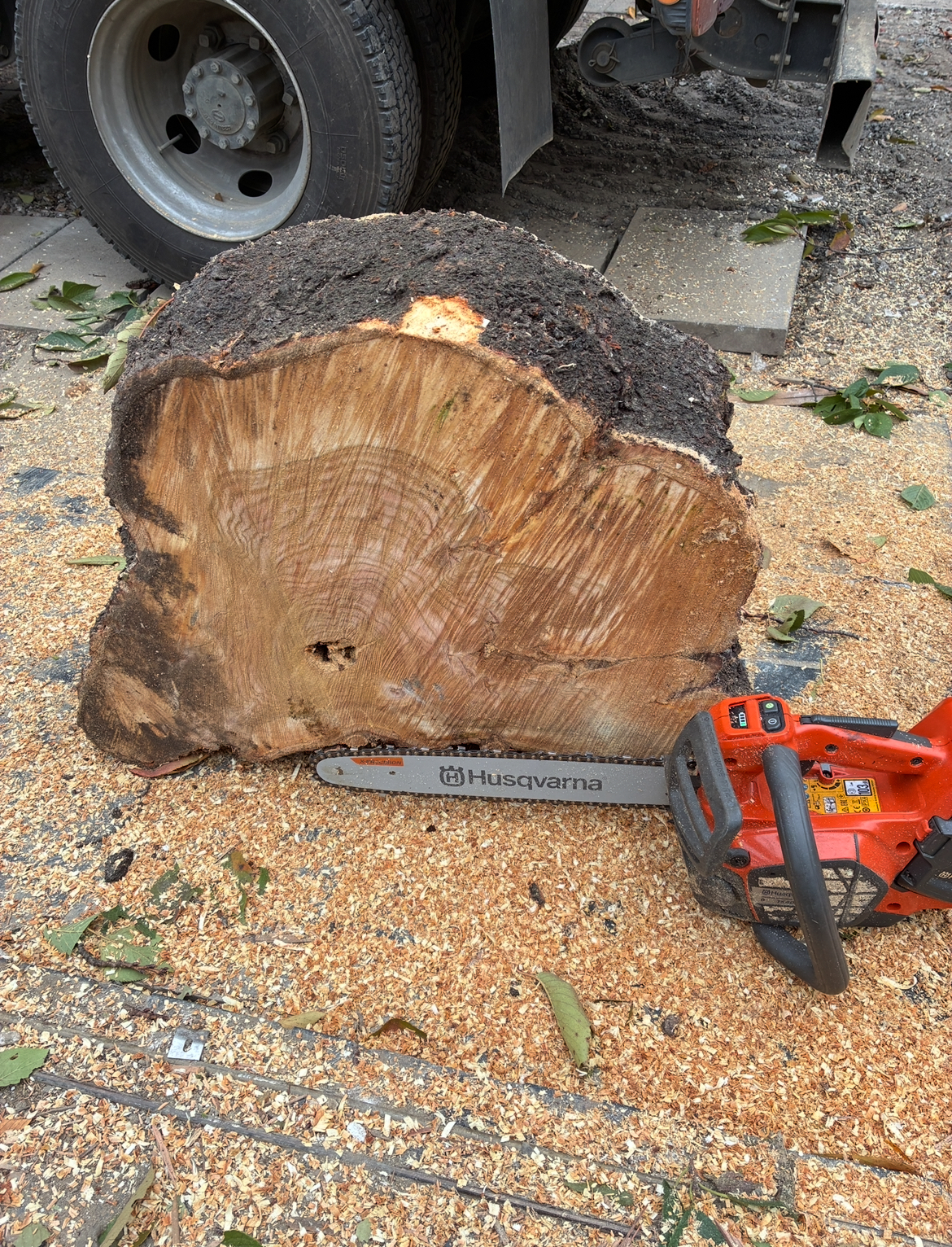 川越市幸町　桜の伐採作業風景　長尾アートガーデン