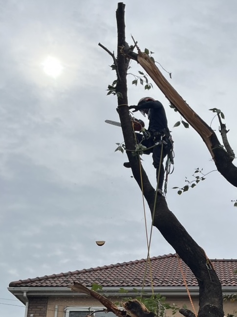 長尾アートガーデン 桜伐採の際のツリークライミングでの伐採風景