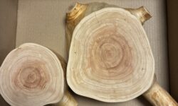 ウッドストーリー　伐採した樹木を室内で安心して保管できる製品に仕立てるサービス