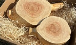 ウッドストーリー　大切な記念樹をやむおえず伐採しなければならない方へ　伐採した樹木で作る小さいけれども大切な思い出の詰まったあなただけの木工製品