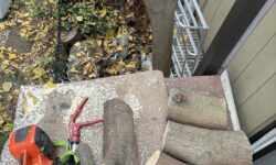 アカメガシワ　お隣へはみ出ている樹木の伐採　