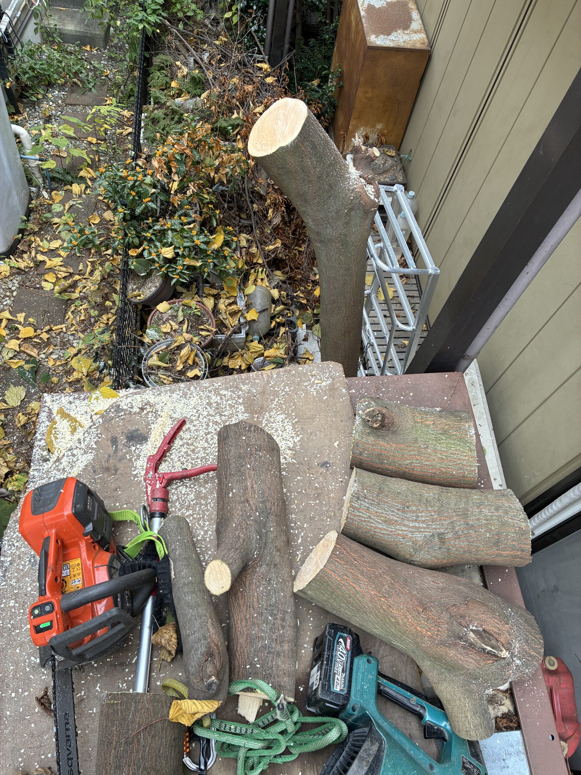 アカメガシワ　お隣へはみ出ている樹木の伐採　