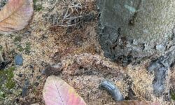 メグスリノキにおがくず　カミキリムシの幼虫の仕業？