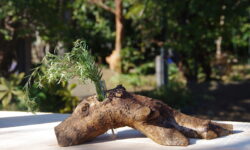 ウッドストーリー、店の守り神　柊から作った木工製品