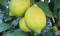 レモンの写真　土壌を改良することで実が増える