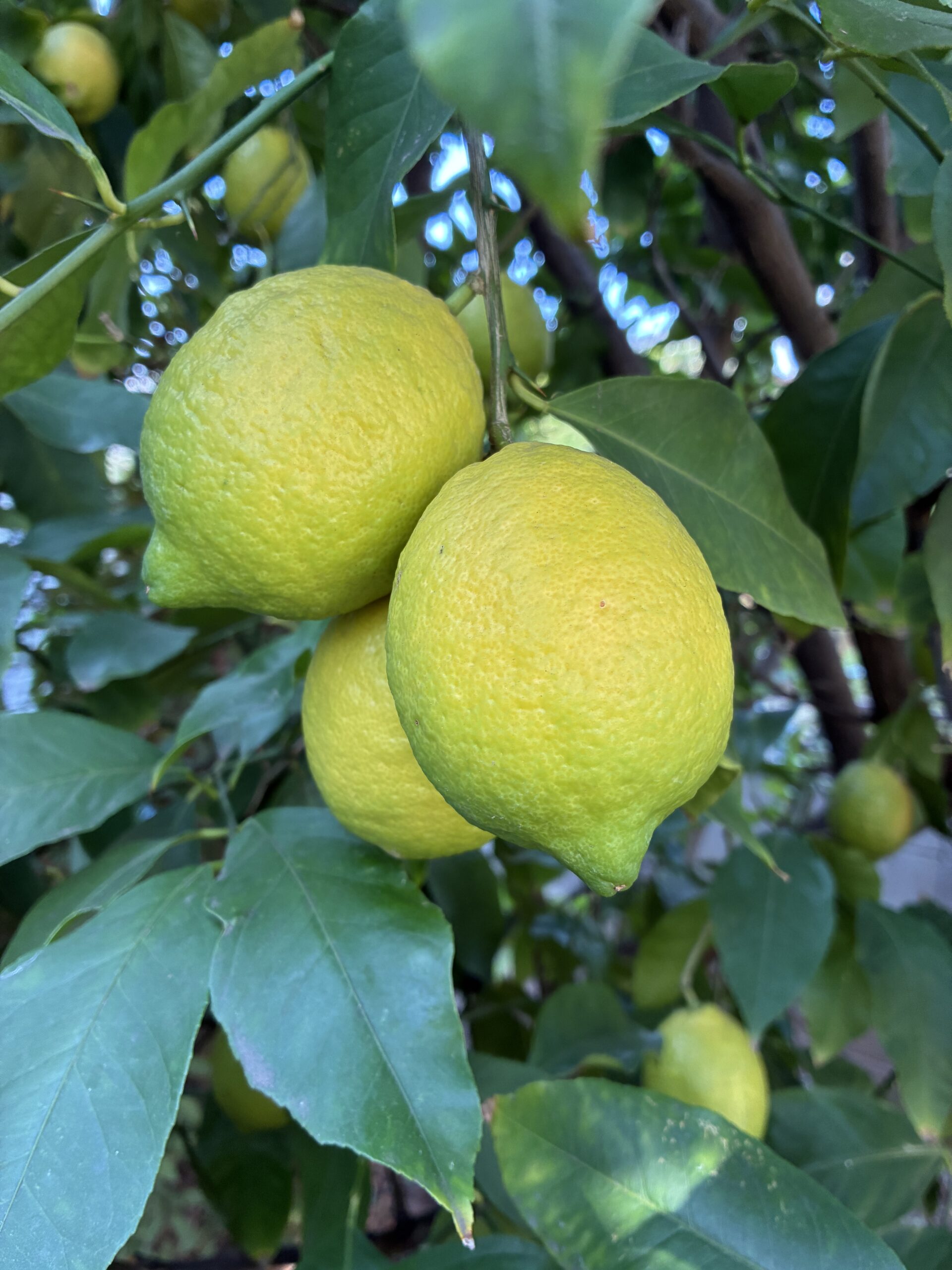 レモンの写真　土壌を改良することで実が増える