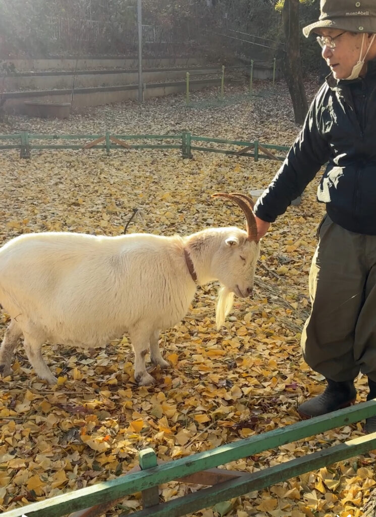 ヤギのキャンディー　認定校ども園　ひかりの子学園　川越市藤倉