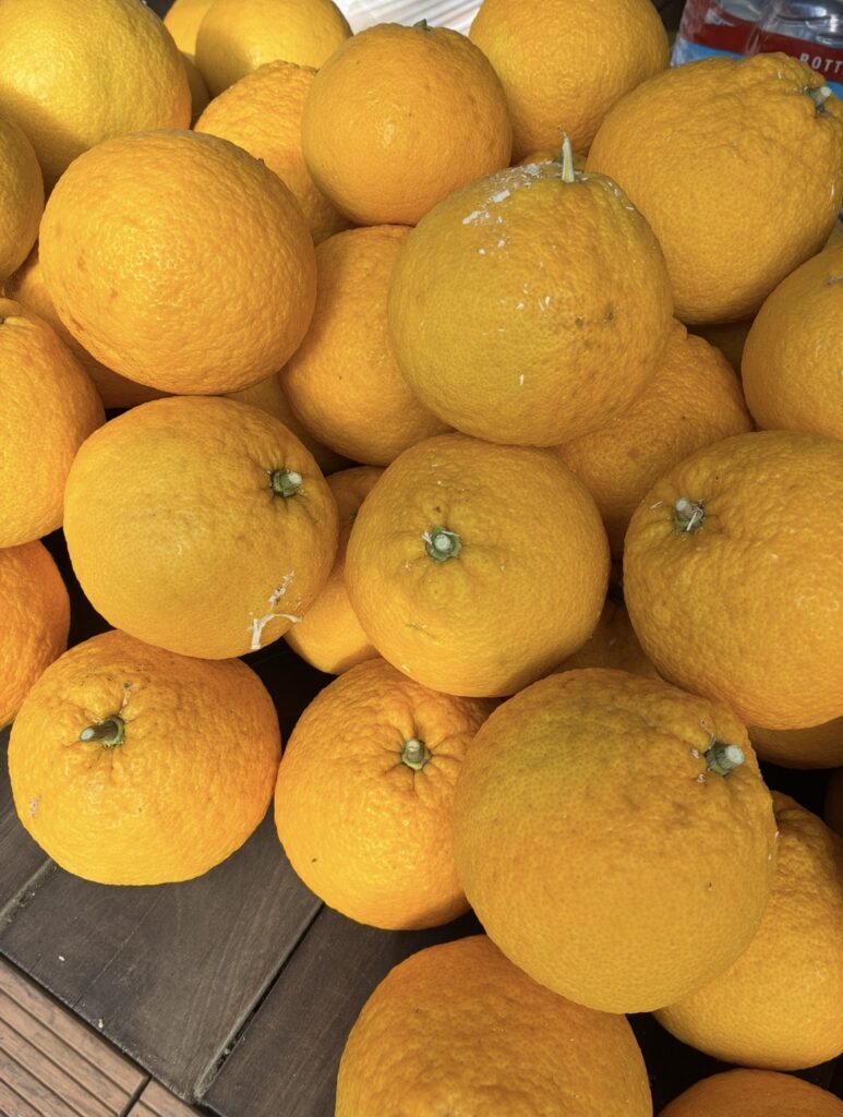 甘夏　夏みかん
