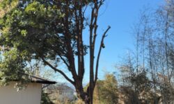 カシノキ２０m級　人力伐採