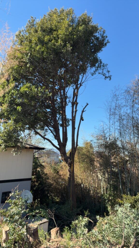 カシノキ２０m級　人力伐採