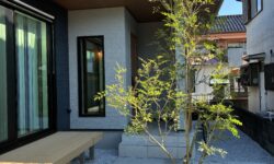 シマトネリコ新規植栽