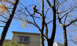 高木枝下ろし作業風景