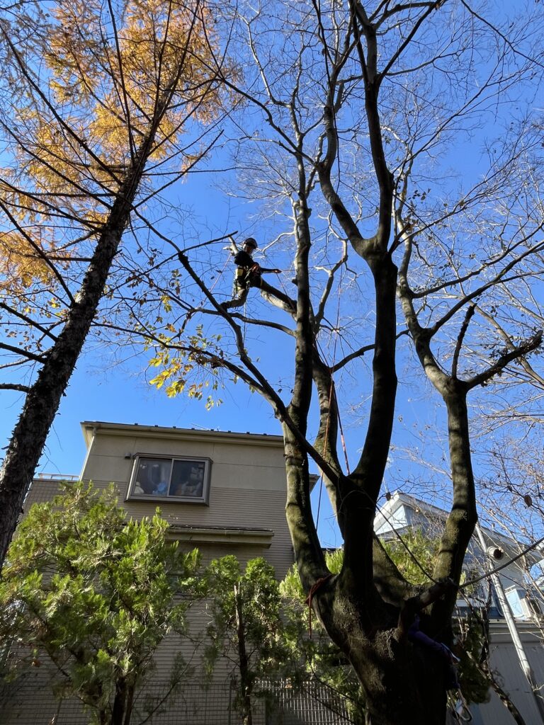 高木枝下ろし作業風景