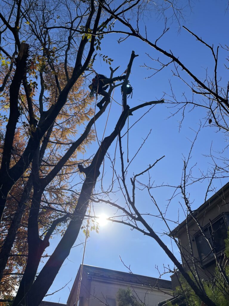 高木枝下ろし作業