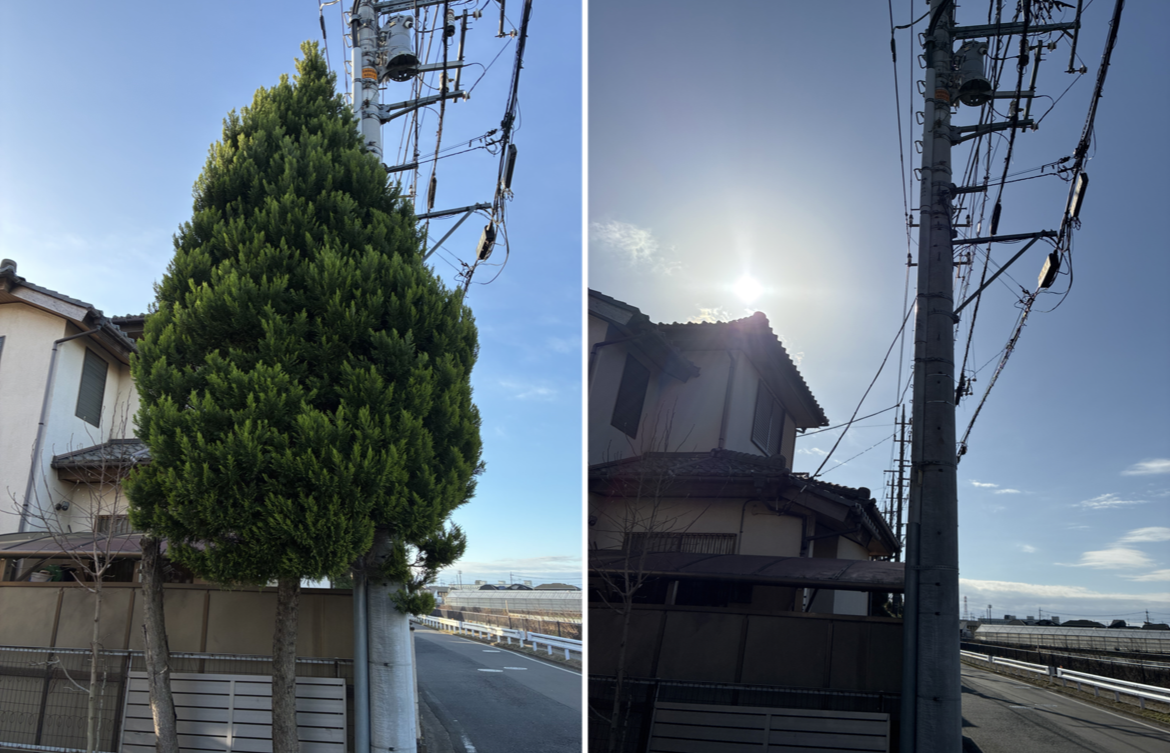 ゴールドクレストの伐採