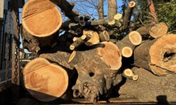 伐採木運搬　長尾アートガーデン