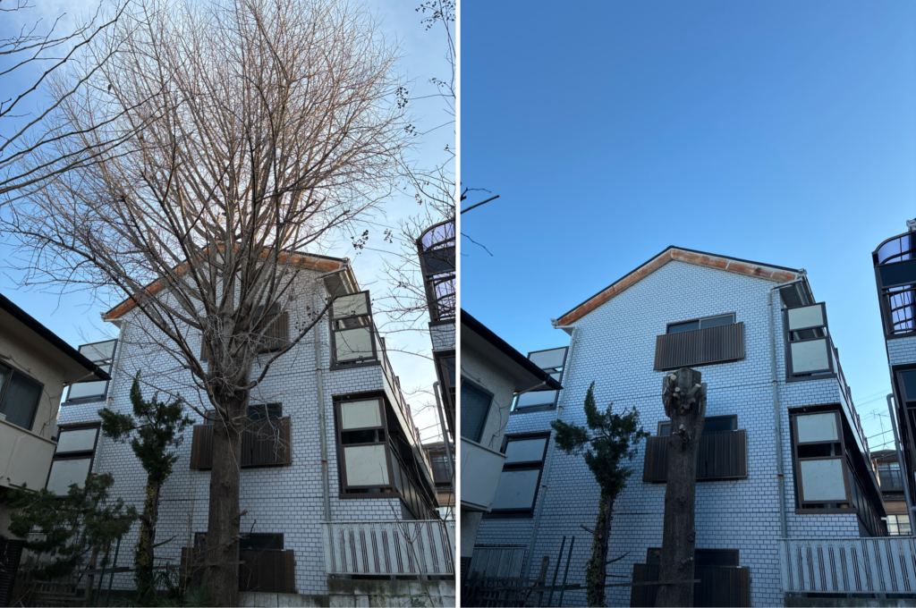 イチョウ　強剪定