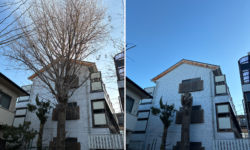 イチョウ　強剪定