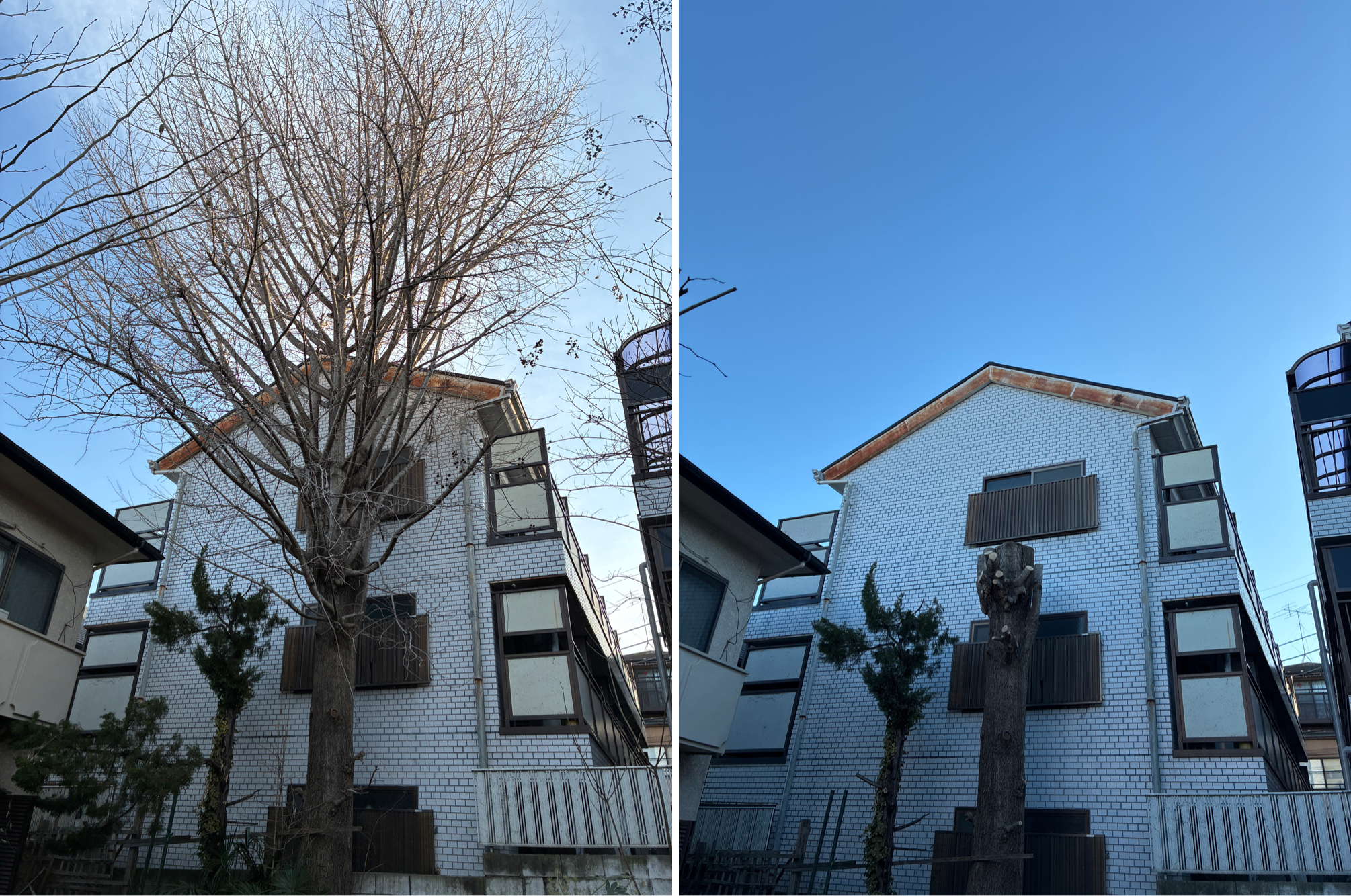 イチョウ　強剪定