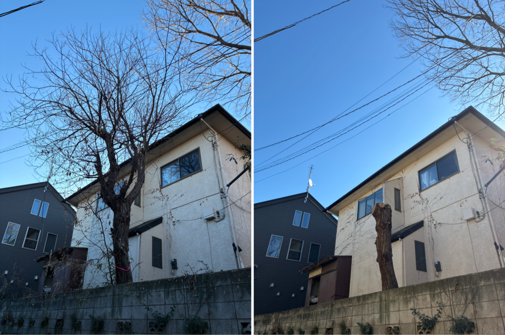 クリの木強剪定