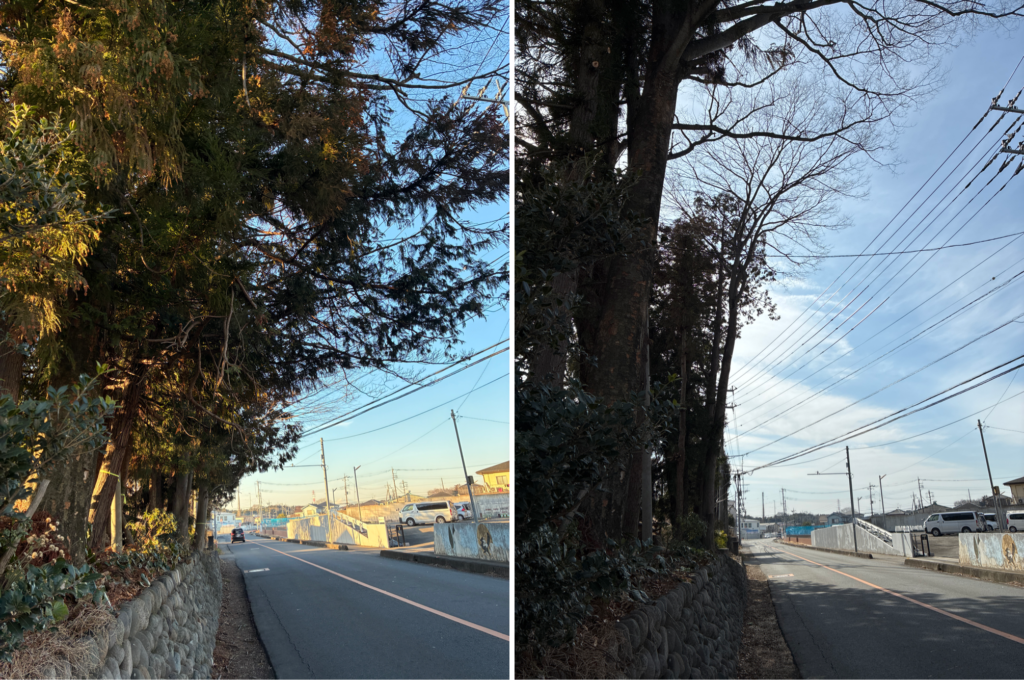 道路にはみ出した枝の剪定・枝おろし・伐採