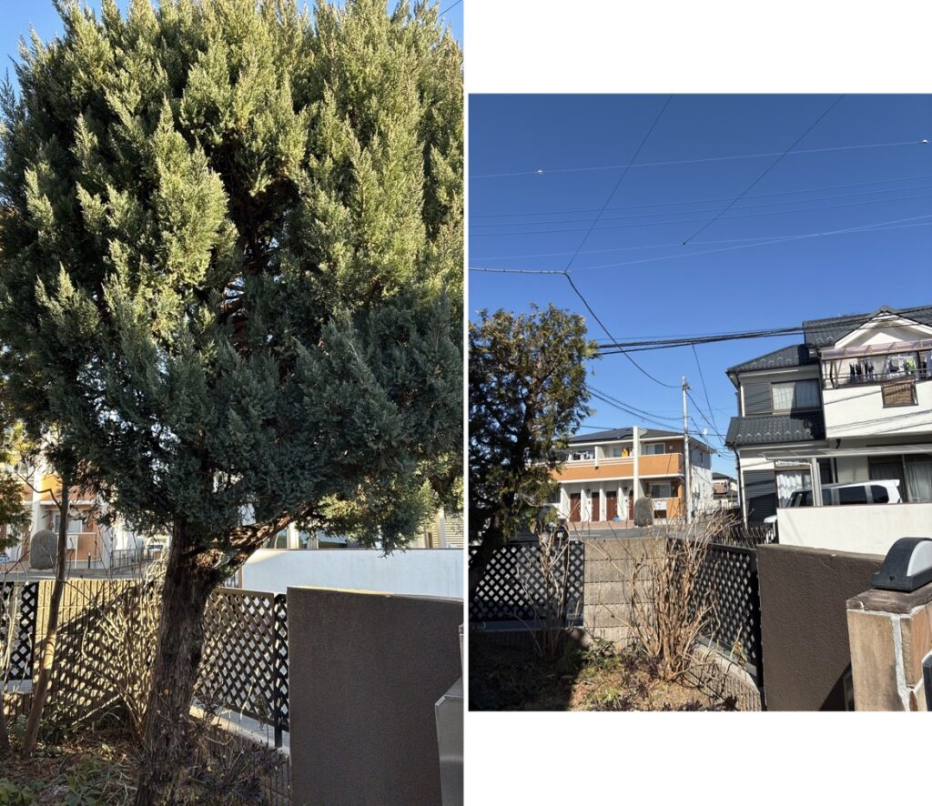 コニファーの伐採