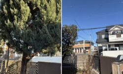 コニファーの伐採