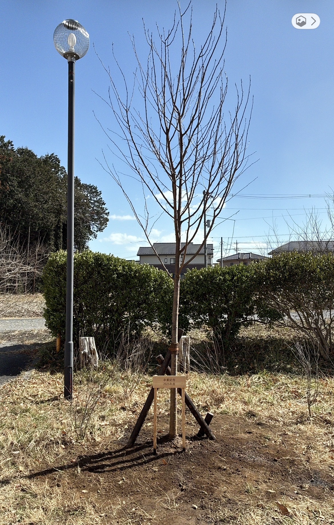 ジンダイアケボノ　植栽