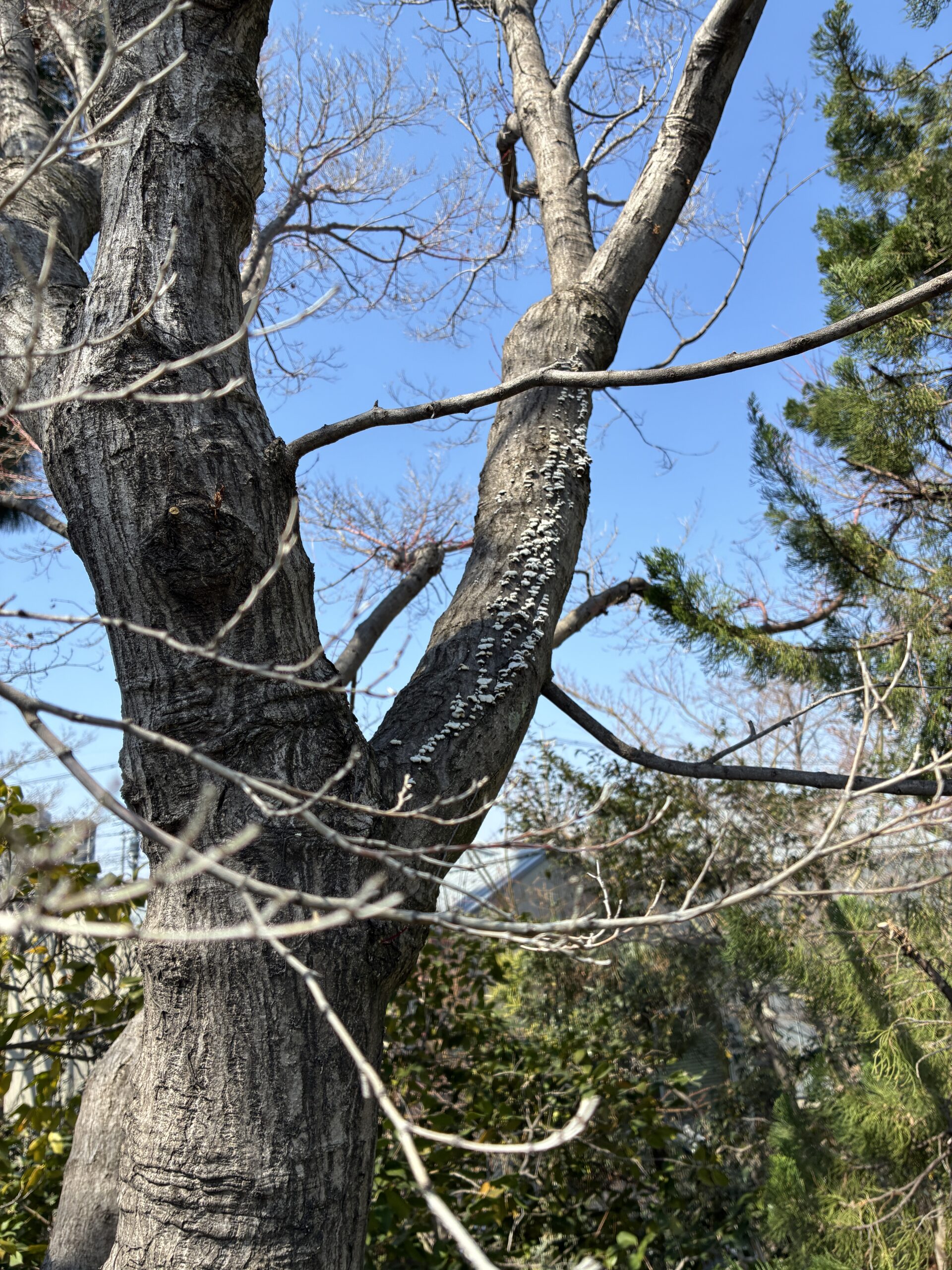 キノコのある立木