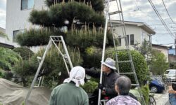 松の剪定教室