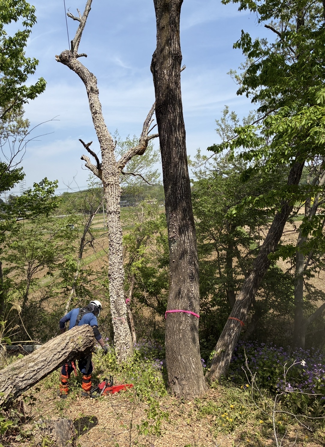 枯れ木の伐採