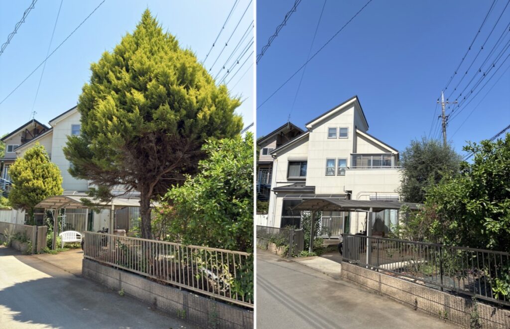 コニファーの伐採