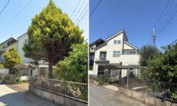 コニファーの伐採