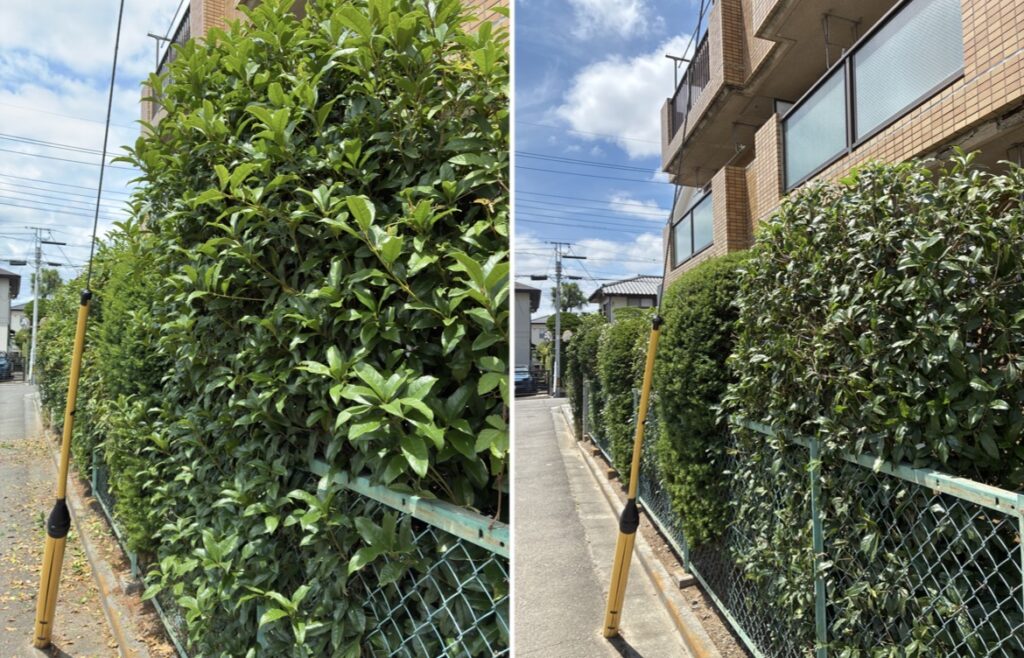 集合住宅植栽管理